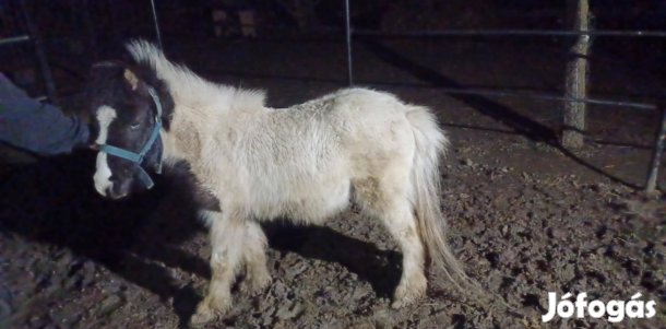 csödör póniló eladó vagy csere üszőre