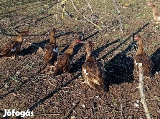 csokibarna néma kacsa triók