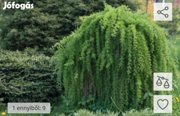 csüngő vörösfenyő 