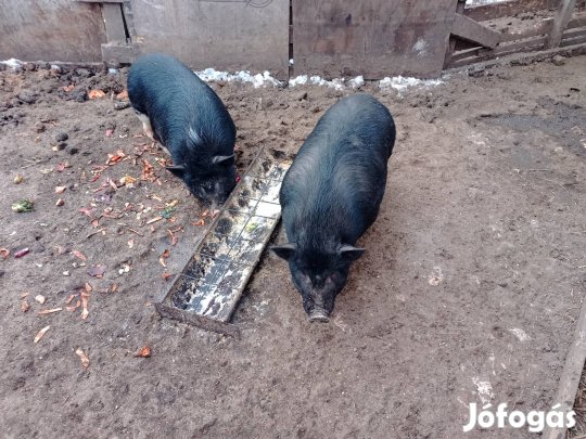 csüngőgasú malac eladó