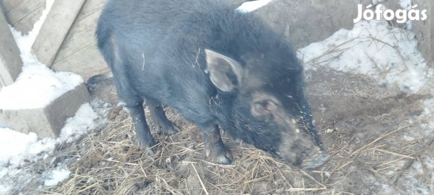 csüngőhasú kan disznó 