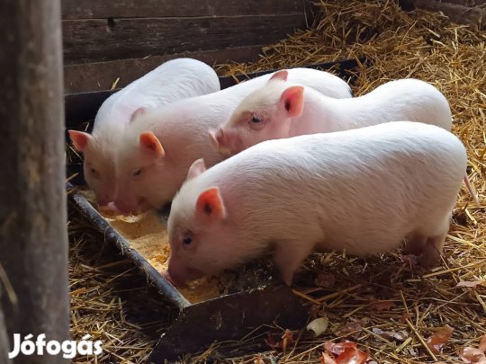 csüngőhasú malackák