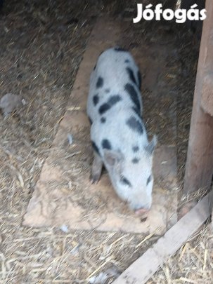 csüngőhasú malacok 