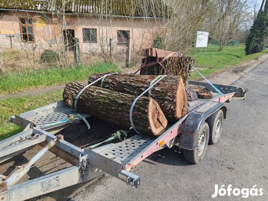 diófa rönk dió törzs keresek 