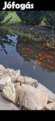 díszhalak kisebb nagyobb 