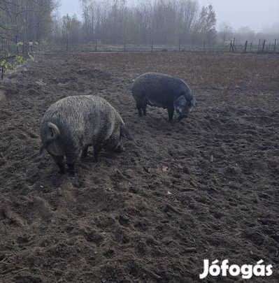 disznó, sertés, koca