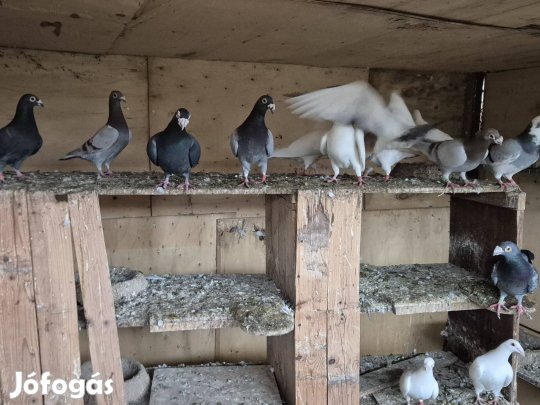 dudoros posta galamb eladó 