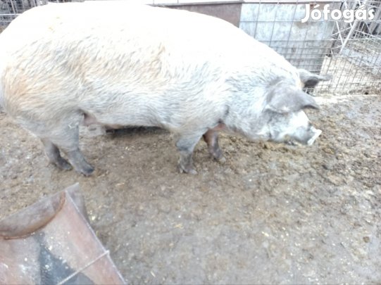duroc mangalica hízó eladó kb 250kg