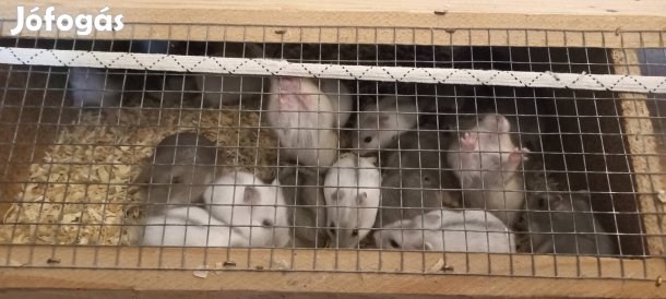 dzsungáriai törpe hörcsög hörcsögök