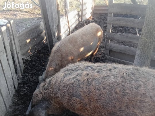 egy koca cserélhető egy eladó 