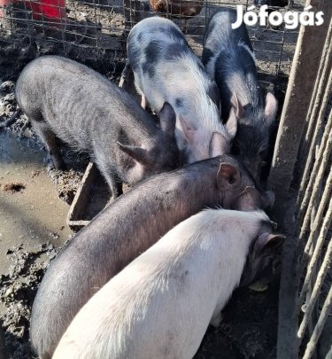 egyet fizet kettőt kap minnesotai törpemalacok 