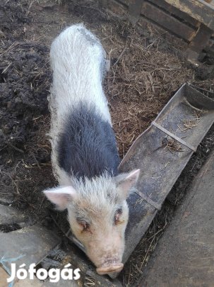 egyszer fialt vietnámi koca eladó