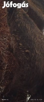 eladnám vagy cserélném disznoimat!