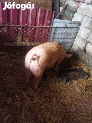 elado110 kilos koca durok 100