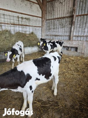 eladó 10 db választási holsten bika