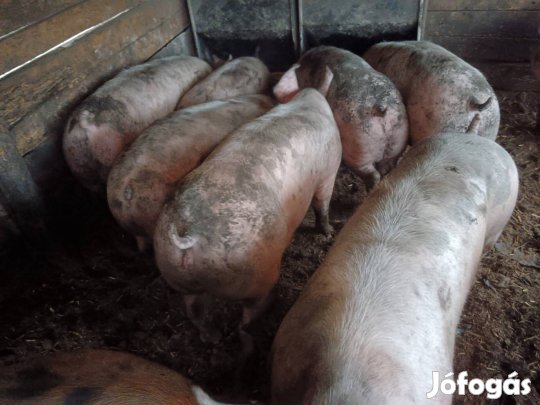 eladó 130-150 kg OS hízók 