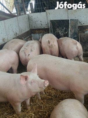 eladó 130-160 kg körüli hízók 