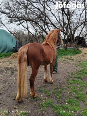 eladó 135 cm herélt poni