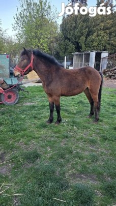 eladó 137 cm eres kanca poni 