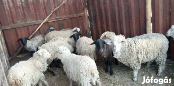 eladó 13 db kos birka