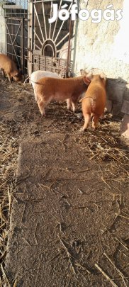 eladó 14 hetes malacok 