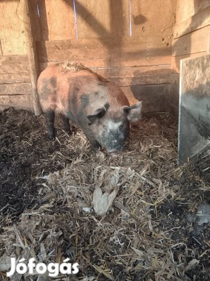 eladó 170 kg körüli háztáji hízó 