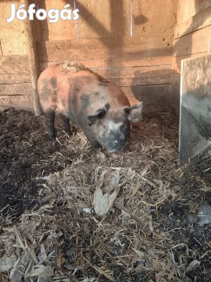 eladó 170kg körüli háztáji hízó