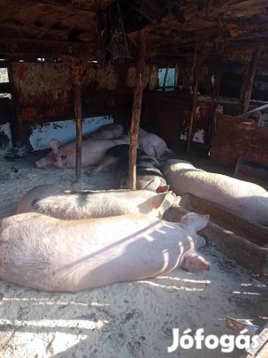 eladó 200kg hús hizo durok x lapaly 