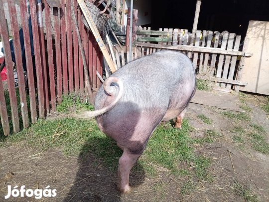 eladó 250 kg hízó