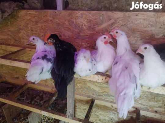 eladó 2-3 hónapos Kakasok 