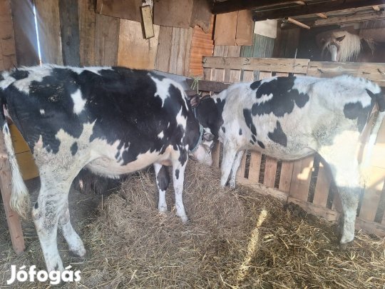 eladó 2 db hf üszö