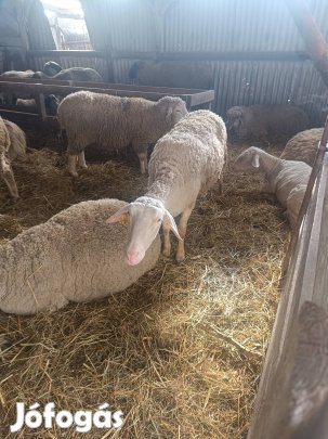eladó 2 db vagó birka 