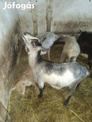 eladó 2 db vagó juh és 3 db kecske ki mire szeretne
