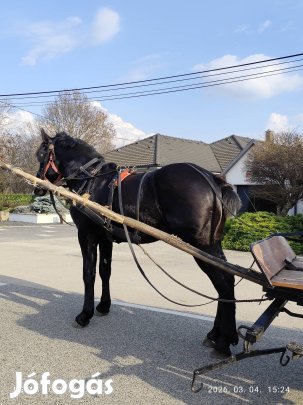 eladó 2 éves deres herélt csikó