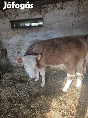 eladó 2db magyartarka bika borjú