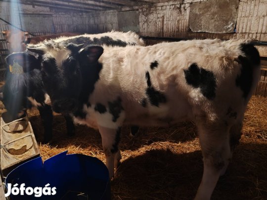 eladó 3 db húshasznú üsző borjú