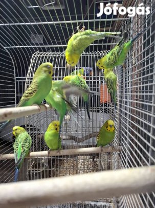 eladó 3 hím hullámos papagáj 