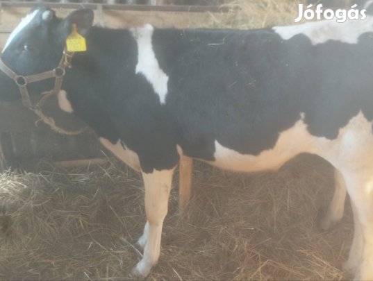 eladó 3db bika