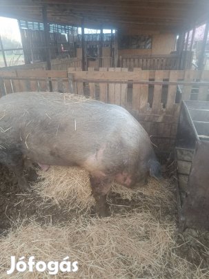 eladó 3db kan disznó