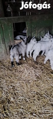 eladó 40 db kecsegida .