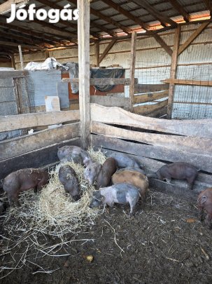 eladó 4db  malac