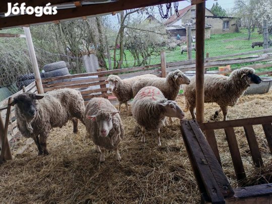 eladó 6db juh