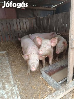 eladó 70-80kilos süldők