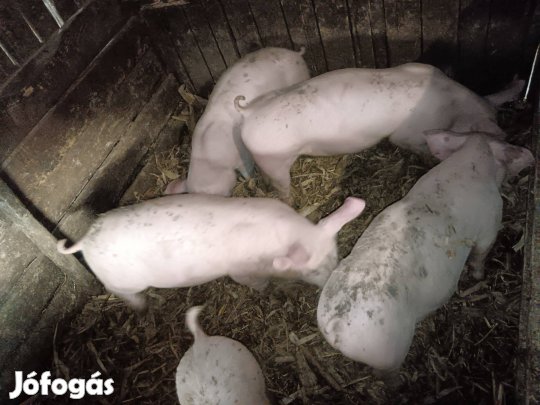 eladó 9 hetes választási malacok 