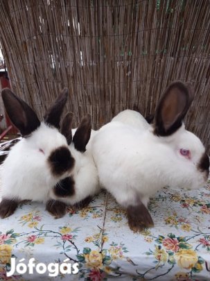 eladó Kalifornia nyul