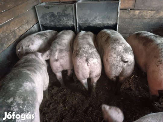 eladó  130-170 kg körüli hízók 