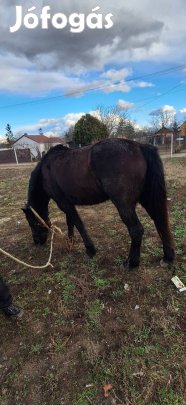 eladó  4  éves kanca ló