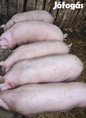 eladó  Magyar Nagyfehér Hízó 