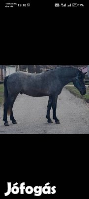 eladó ! helyhiany miatt egy deres 3 éves csődör .