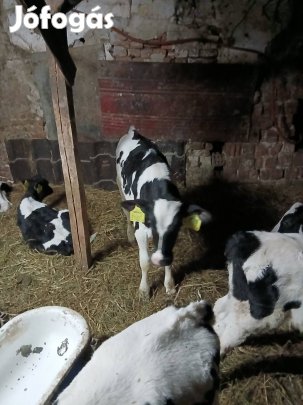 elado  tejen bikaborju